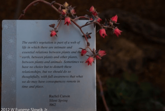 Thoughts on Rachel Carson’s Silent Spring