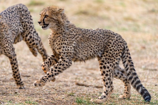 India Reintroduces the Cheetah