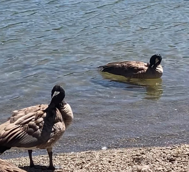 Growing Pecks on the Green Field 